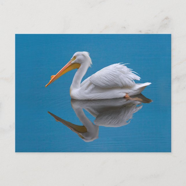 Vitt pelican-vykort vykort (Framsida)