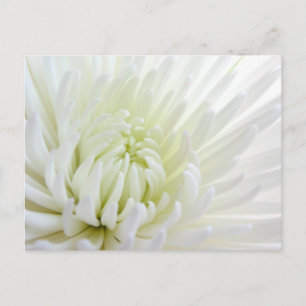 Vitt pidermum Flower vycard Vykort