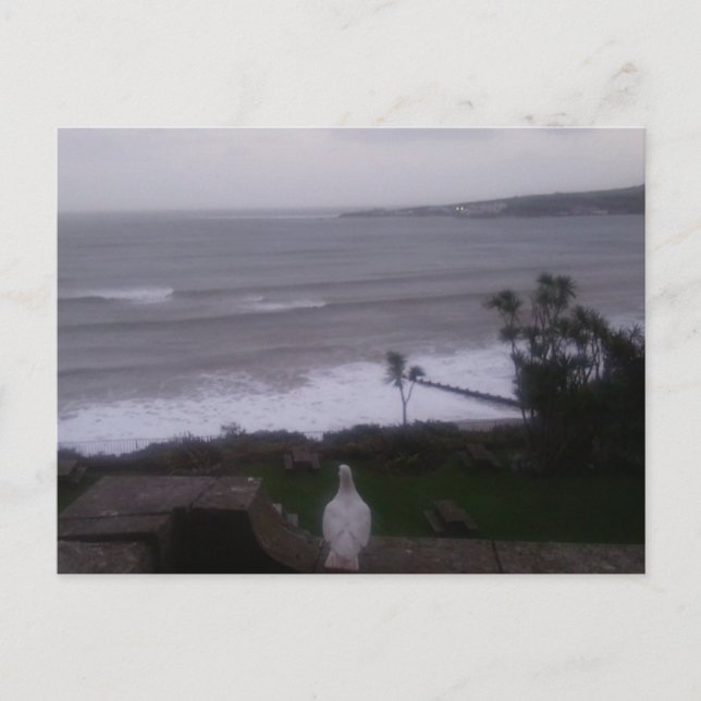 Vitt Pigeon Sea View-fotokort Vykort (Framsida)