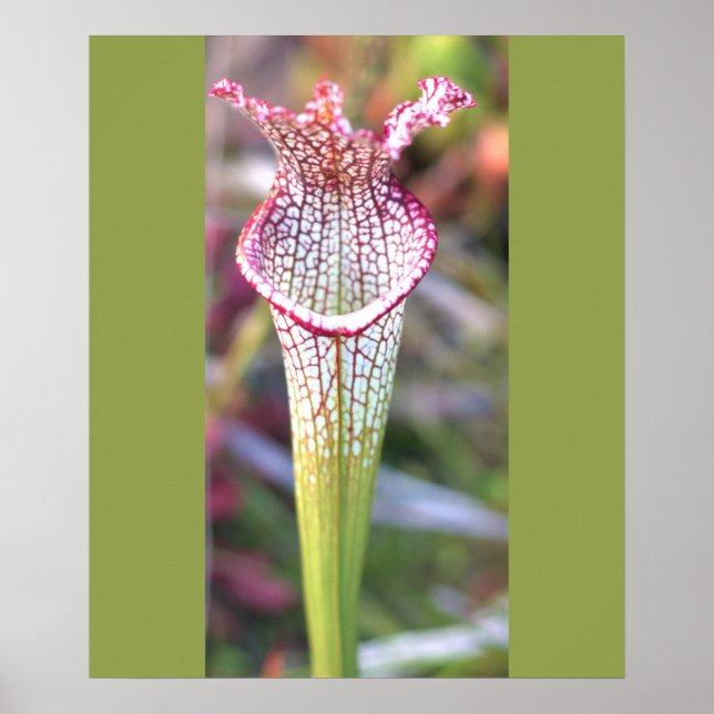 Vitt Pitcher Plant Fotoaffisch Poster (Framsidan)