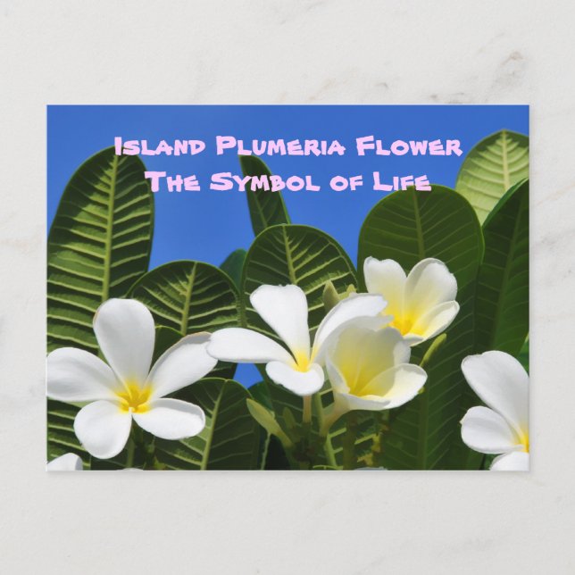 Vitt Plumeria Flower Hawaiian-vykort Vykort (Framsida)