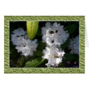 Vitt Rhododendronskort Hälsningskort