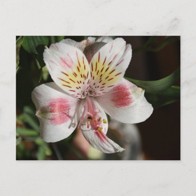 Vitt/Rosa Alstroemeria-postkort Vykort (Framsida)