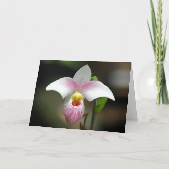 Vitt/rosa Orchid-kort Kort (Framsida)