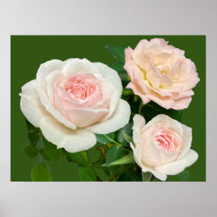 Vitt rosa ros poster