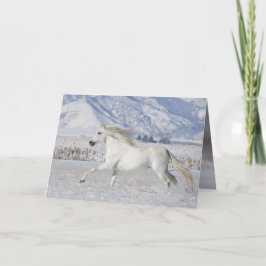Vitt Snö Stallion Horse Greeting Card Kort