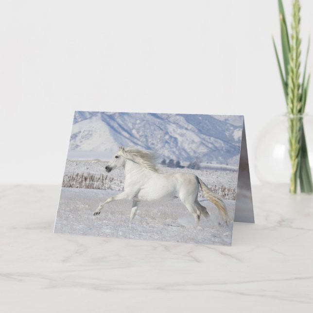 Vitt Snö Stallion Horse Greeting Card Kort (Framsida)