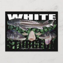 Vitt Sturgeon-Collage-Postcard