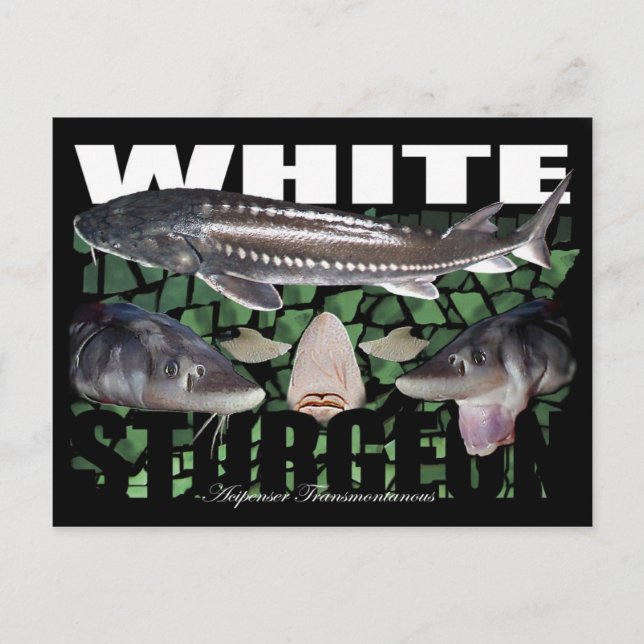 Vitt Sturgeon-Collage-Postcard Vykort (Framsida)