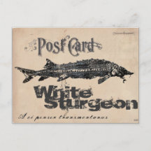 Vitt Sturgeon-Gyotaku Antique-vykort