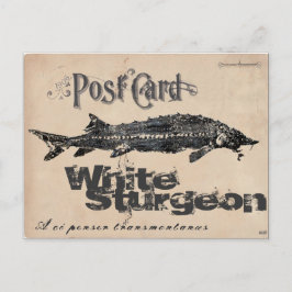 Vitt Sturgeon-Gyotaku Antique-vykort Vykort