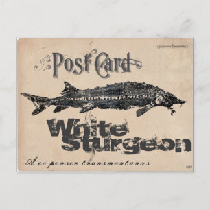 Vitt Sturgeon-Gyotaku Antique-vykort Vykort