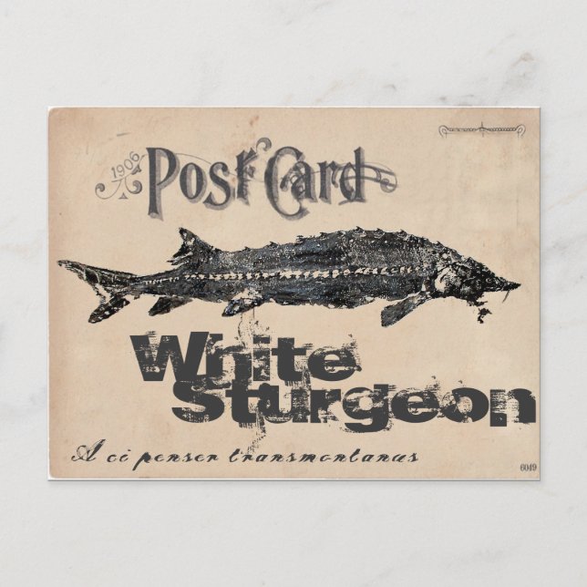 Vitt Sturgeon-Gyotaku Antique-vykort Vykort (Framsida)