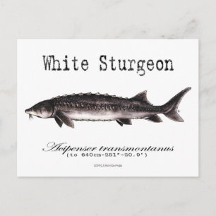 Vitt Sturgeon- White- vykort