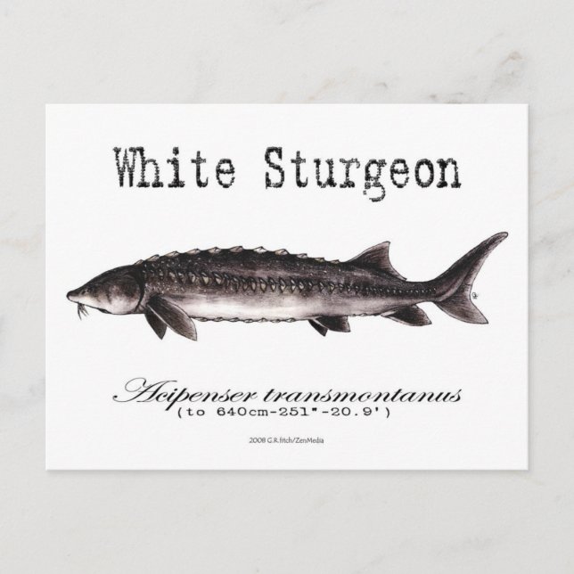 Vitt Sturgeon- White- vykort (Framsida)