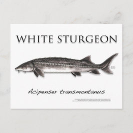 Vitt Sturgeon-White-vykort-3D Vykort