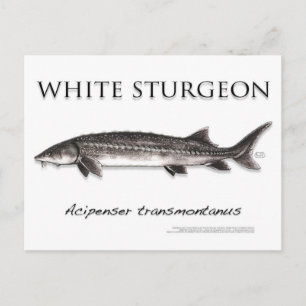 Vitt Sturgeon-White-vykort-3D Vykort