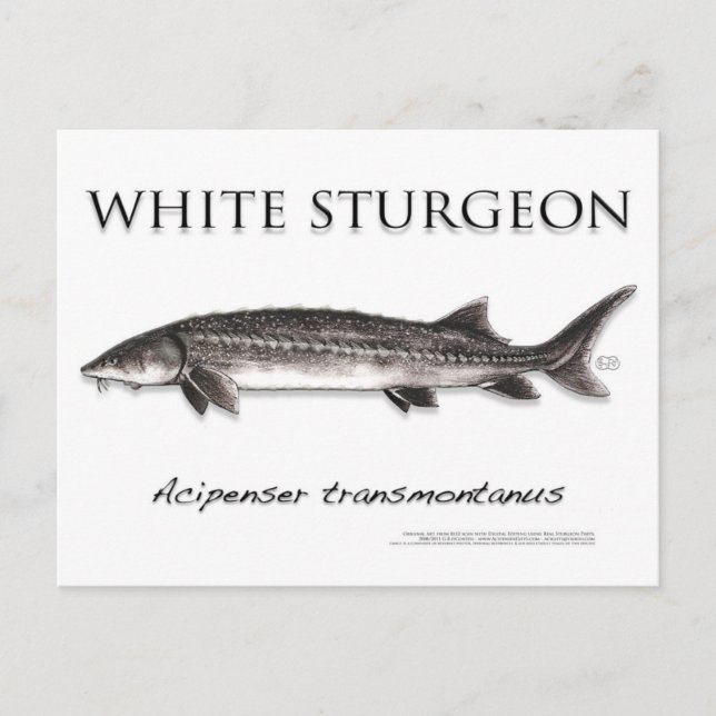 Vitt Sturgeon-White-vykort-3D Vykort (Framsida)
