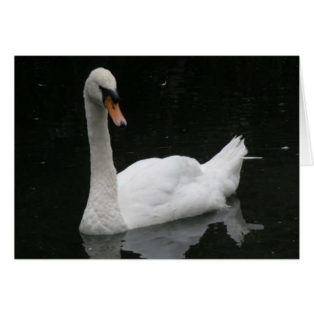 Vitt, Svan-kort Hälsningskort (Framsidan Horizontal)