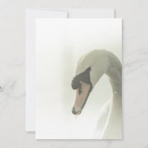 Vitt Svan-naturfotokort Spara Datumet