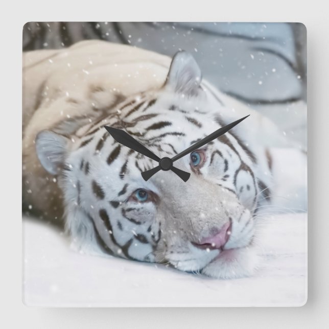 Vitt Tiger Fyrkantig Väggur (Framsida)