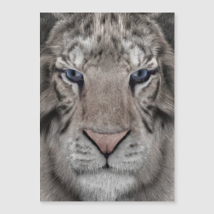 vitt_tiger_huvud
