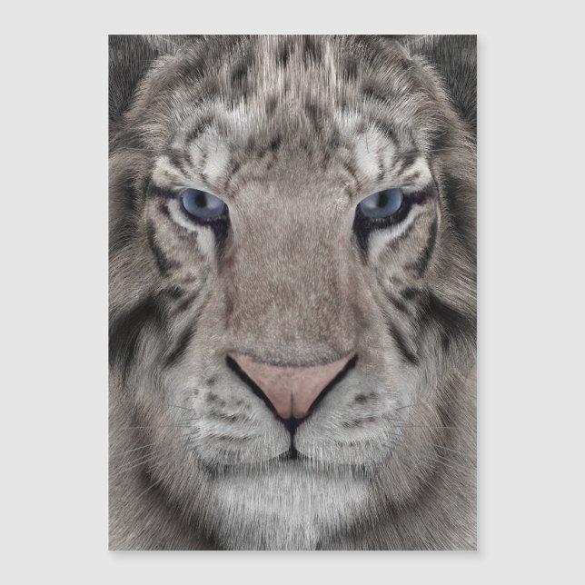 vitt_tiger_huvud (Framsida)