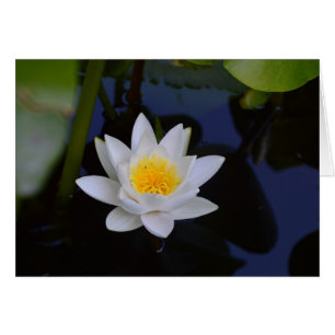 Vitt tomt Lotus-kort Hälsningskort