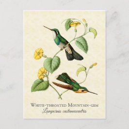 Vitt torvberg Gem Hummingbird Vintage Art Vykort