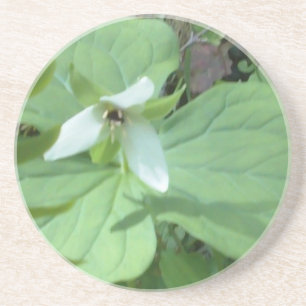 vitt trillium med grönt underlägg sandsten