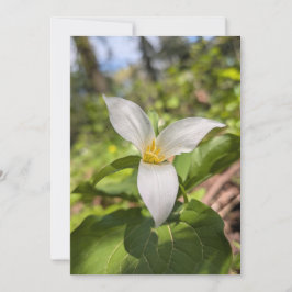 Vitt Trillium Vildblomma i Solbelyst Skog Inbjudningar