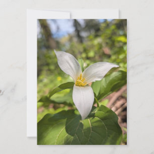 Vitt Trillium Vildblomma i Solbelyst Skog Inbjudningar