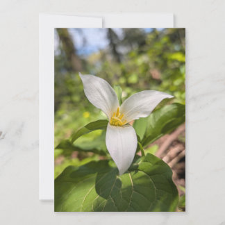 Vitt Trillium Vildblomma i Solbelyst Skog Inbjudningar