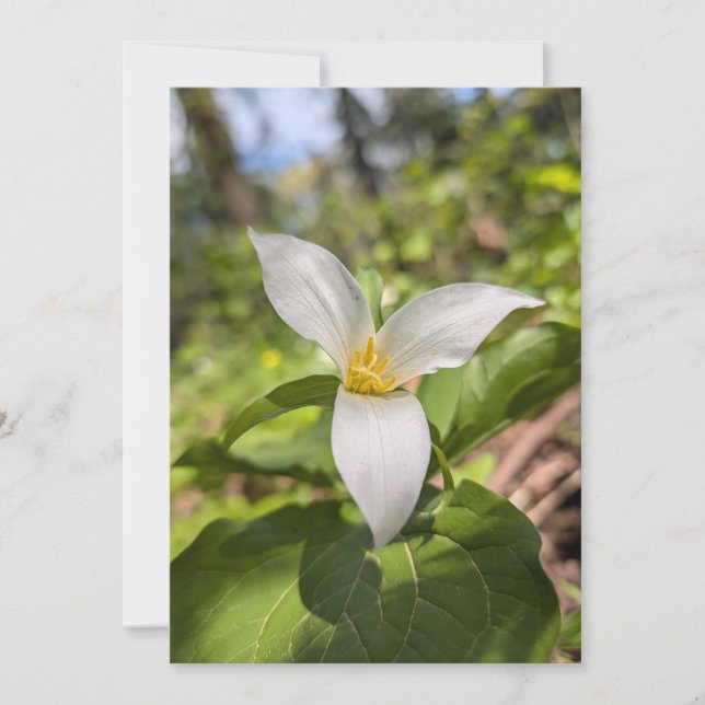 Vitt Trillium Vildblomma i Solbelyst Skog Inbjudningar (Framsida)