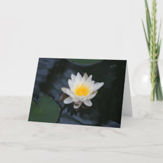 "Vitt Vatten Lily" Flower Photo Greeting Card Kort