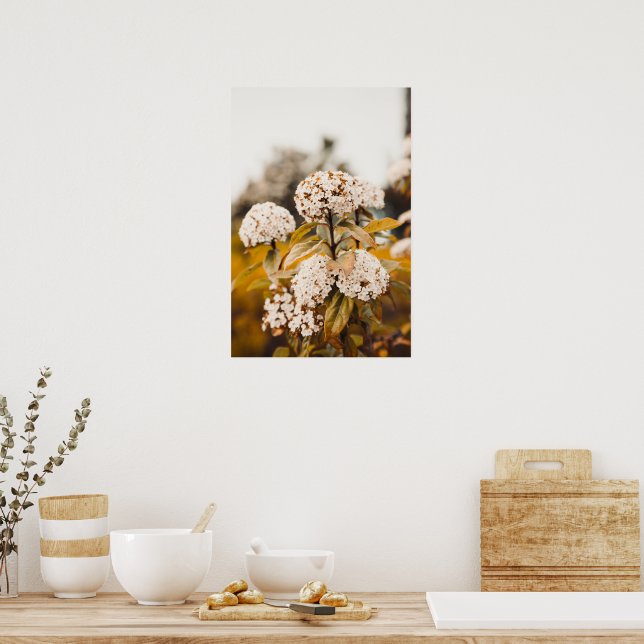 Vitt Viburnum Blommor Blommande Affisch Print (Kök)
