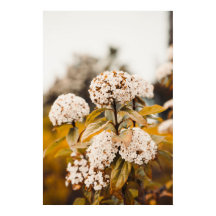 Vitt Viburnum Blommor Blommande Affisch Print