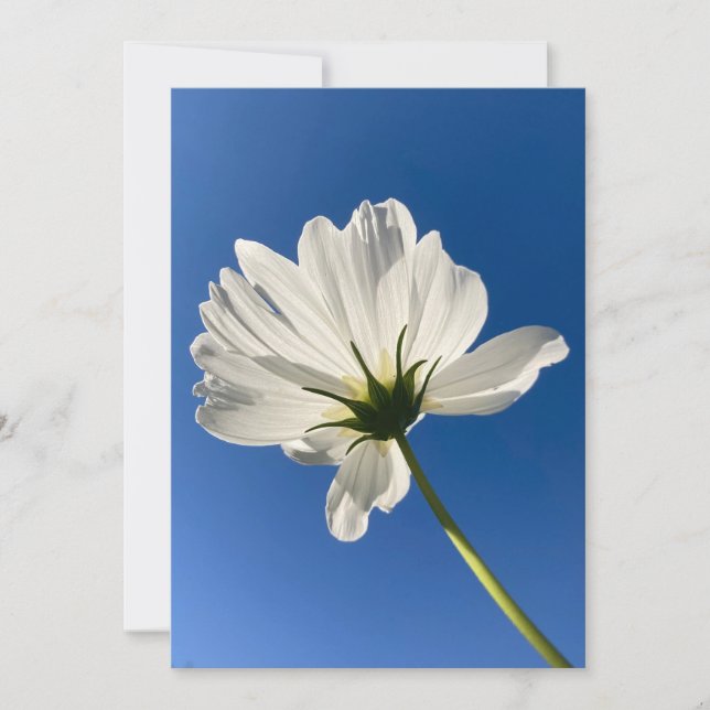 Vitt Vildblomma Kort (Framsida)