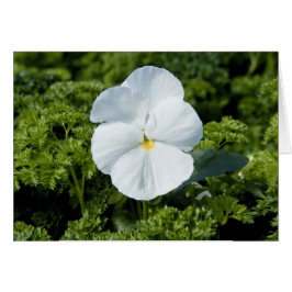 Vitt Viola-kort Hälsningskort
