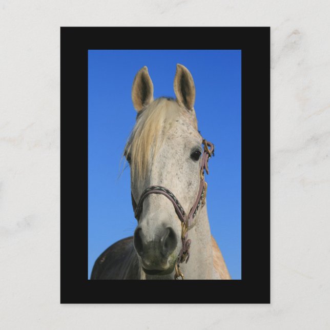 Vitt vykort för häst (Framsida)