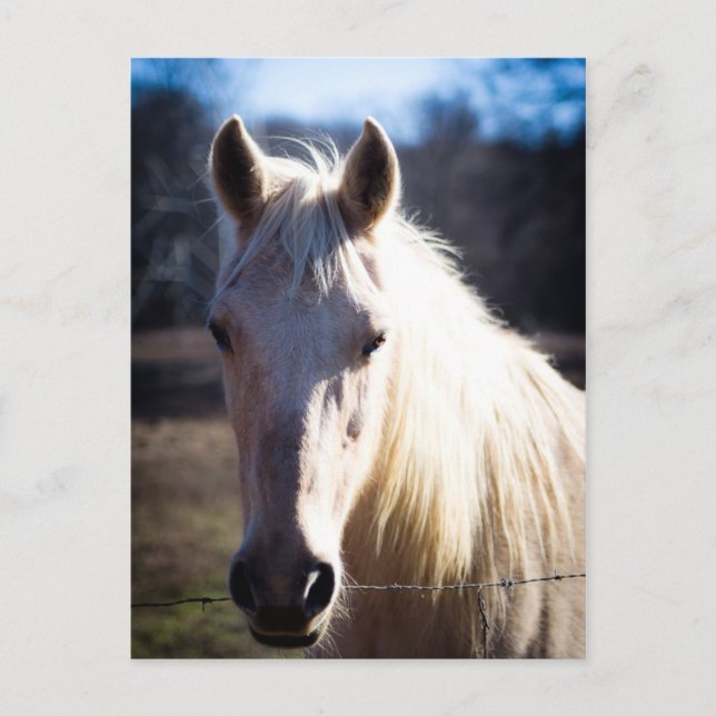 Vitt vykort för häst (Framsida)