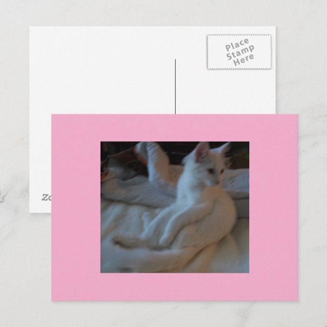 Vitt vykort för katter (Fram/baksida)
