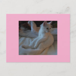 Vitt vykort för katter