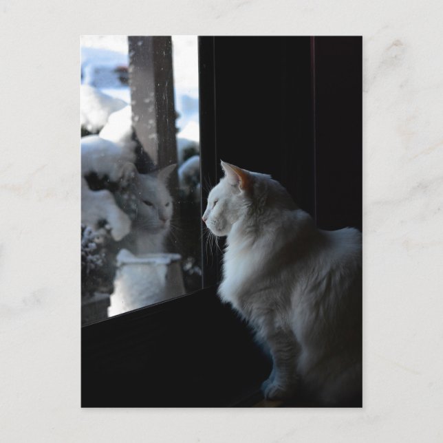 Vitt vykort för Kattunge (Framsida)
