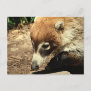 Vitt vykort för NLD Coati