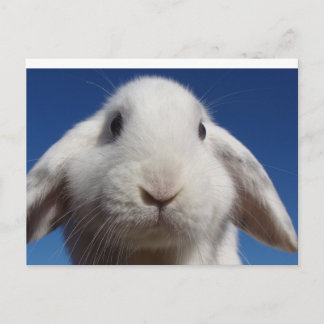 Vitt vykort för remburs