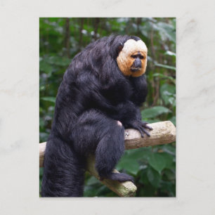 Vitt vykort för Saki Monkey
