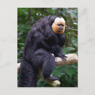 Vitt vykort för Saki Monkey
