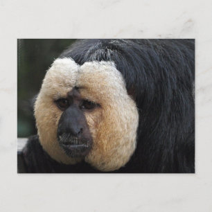 Vitt vykort för Saki Monkey