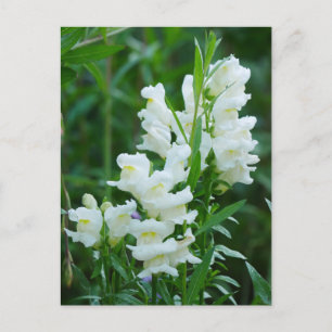 Vitt vykort för Snapdragon Flowers